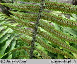 Dryopteris cycadina (nerecznica sagowcowa)