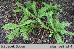 Dryopteris crassirhizoma (narecznica grubokłączowa)