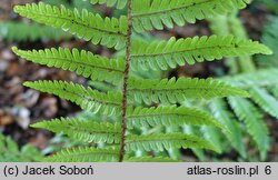 Dryopteris crassirhizoma (narecznica grubokłączowa)