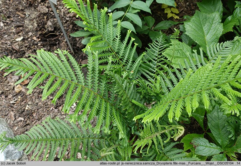 Dryopteris filix-mas Furcans