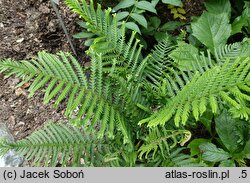 Dryopteris filix-mas Furcans