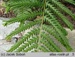 Dryopteris filix-mas Furcans