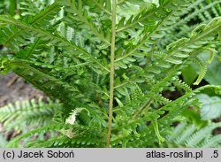 Dryopteris filix-mas Furcans