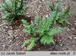 Dryopteris pseudolunanensis