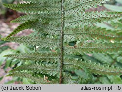 Dryopteris pseudolunanensis