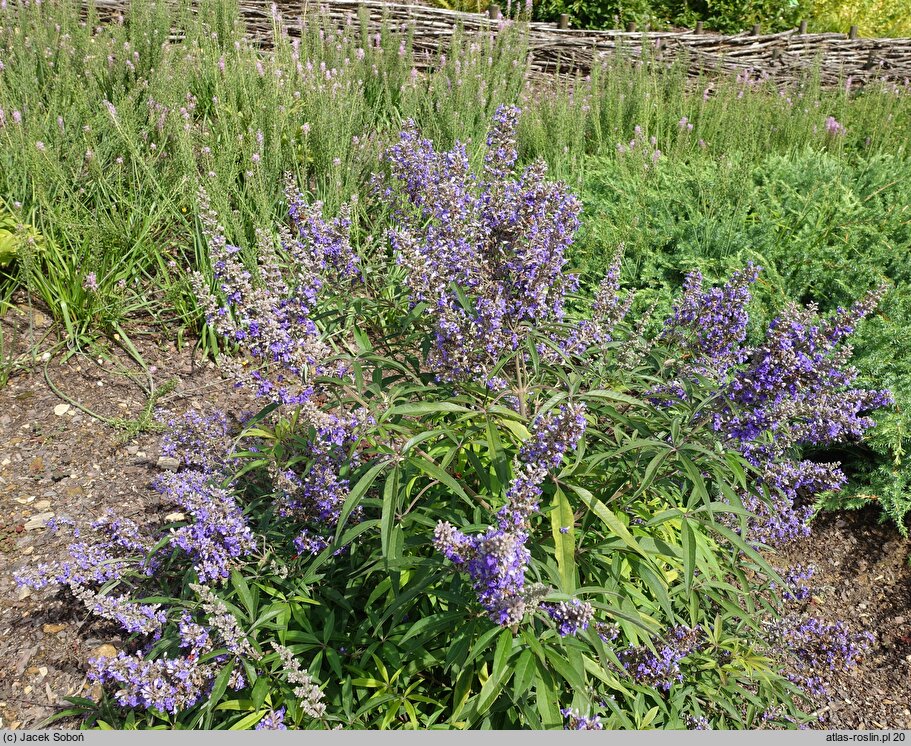 Vitex agnus-castus Pivac-II