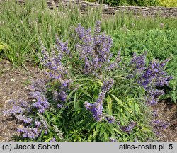 Vitex agnus-castus Pivac-II