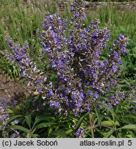 Vitex agnus-castus Pivac-II