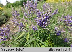 Vitex agnus-castus Pivac-II