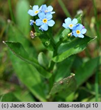 Myosotis nemorosa (niezapominajka górska)