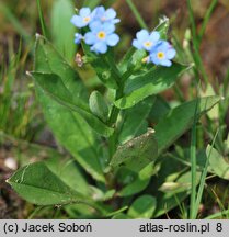 Myosotis nemorosa (niezapominajka górska)