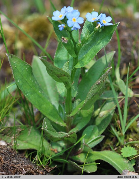 Myosotis nemorosa (niezapominajka górska)