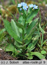 Myosotis nemorosa (niezapominajka górska)