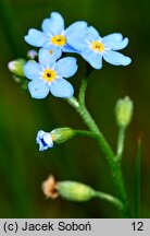 Myosotis nemorosa (niezapominajka górska)