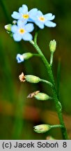 Myosotis nemorosa (niezapominajka górska)