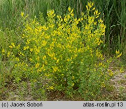 Melilotus officinalis (nostrzyk żółty)