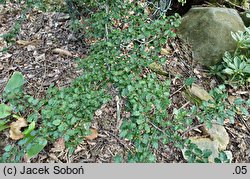 Nothofagus antarctica (bukan antarktyczny)