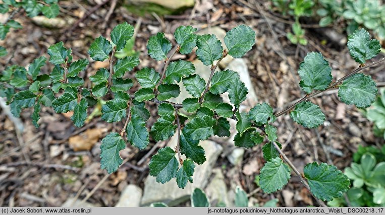 Nothofagus antarctica (bukan antarktyczny)