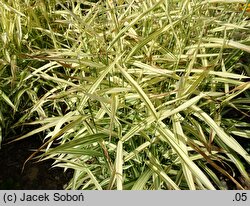 Chasmanthium latifolium River Mist