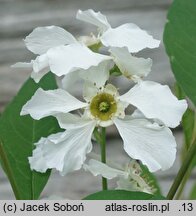Exochorda racemosa (obiela groniasta)