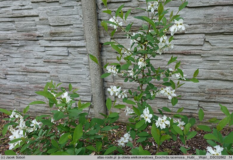 Exochorda racemosa (obiela groniasta)