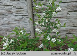 Exochorda racemosa (obiela groniasta)