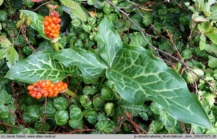 Arum italicum (obrazki włoskie)