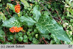 Arum italicum (obrazki włoskie)