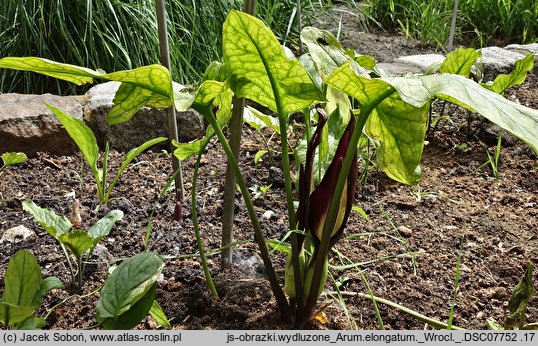 Arum elongatum