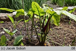 Arum elongatum