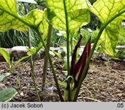 Arum elongatum