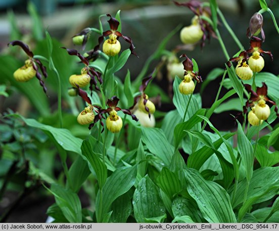 Cypripedium calceolus Emil