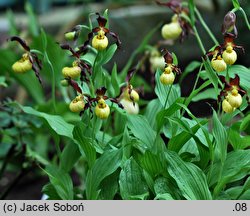 Cypripedium calceolus Emil