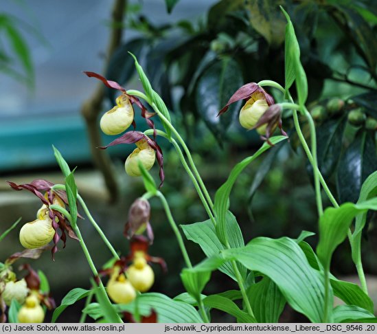 Cypripedium kentuckiense (obuwik kentacki)