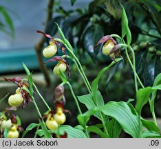 Cypripedium kentuckiense (obuwik kentacki)