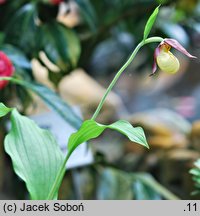 Cypripedium kentuckiense (obuwik kentacki)