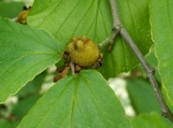 Hamamelis ×intermedia (oczar pośredni)