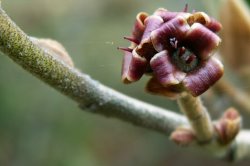 Hamamelis ×intermedia (oczar pośredni)