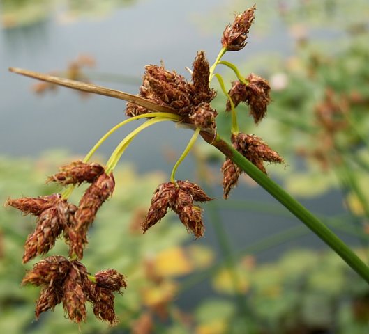 Schoenoplectus lacustris