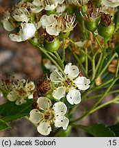 Pyracantha coccinea