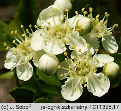 Pyracantha coccinea