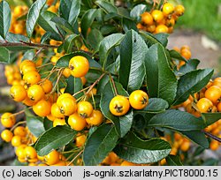 Pyracantha coccinea