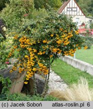 Pyracantha coccinea Soleil d'Or