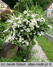 Pyracantha coccinea Soleil d'Or