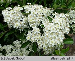 Pyracantha coccinea Soleil d'Or