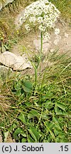 Laserpitium latifolium (okrzyn szerokolistny)