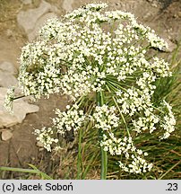 Laserpitium latifolium (okrzyn szerokolistny)