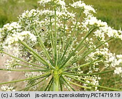 Laserpitium latifolium (okrzyn szerokolistny)