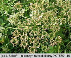 Laserpitium latifolium (okrzyn szerokolistny)