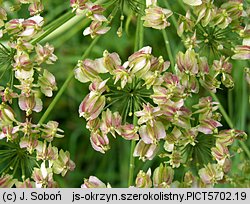 Laserpitium latifolium (okrzyn szerokolistny)